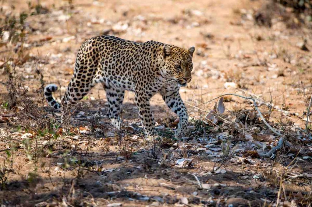 Jawai Leopard Safari in Rajasthan: An Unforgettable Wildlife Adventure